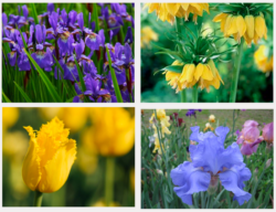 Photos of yellow and purple flowers.