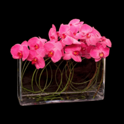 Ovando pink orchids in glass vase